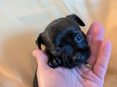 Adorable sweet chiweenie puppies for sale