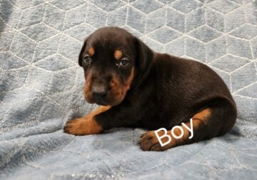 Doberman puppies