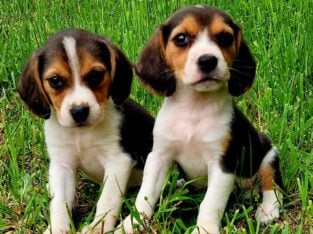Adorable Pocket Beagle Puppies!