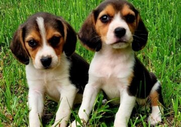 Adorable Pocket Beagle Puppies!