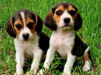 Adorable Pocket Beagle Puppies!
