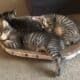 BobTail kittens
