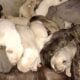 LITTER OF NEWBORN PUREBRED PITTBULL PUPPIES!!