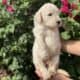 Beautiful goldendoodle puppies