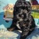 Mini Cockapoo