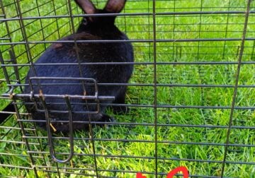 Rex Rabbit