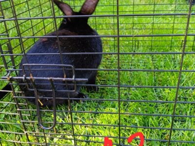 Rex Rabbit