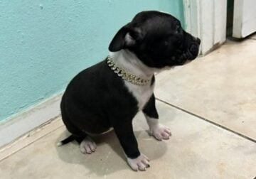 Pitbull puppy
