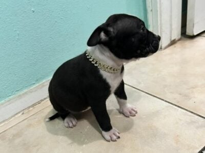 Pitbull puppy