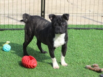 Beautiful Bugg Puppies