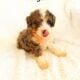 Mini Bernedoodle puppy Angel