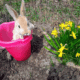 Baby Bunnies