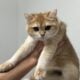 Gold Scottish straight kittens