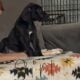 Great Dane puppies
