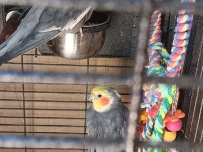 Cockatiels for Sale CAGE INCLUDED