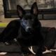 German Shepherd Male