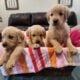AKC Golden Retriever Puppies