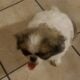 Japanese Chin puppies for sale