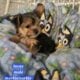 Morkies