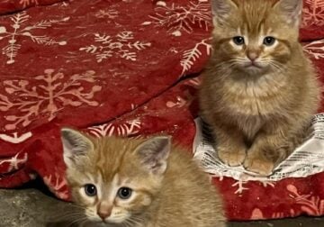8 weeks old orange kittens. Price negotiable
