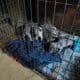 Blue pit puppies