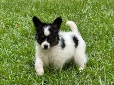 Papillon boy 2