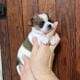 Beautiful Female Chihuahua pup