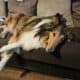 Rough Collie puppies