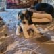 Beautiful Miniature Schnauzer babies!