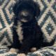 F1B Mini Bernedoodles- 6 available