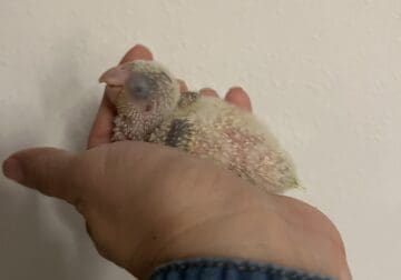 Green Opaline Quaker Parrots