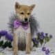 AKC Shiba Inu Curly