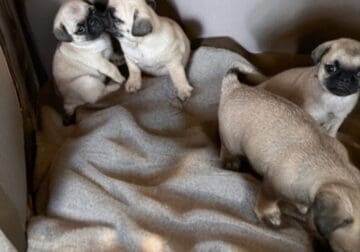 Fawn Pug Puppies Ready week of June 22
