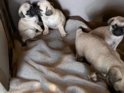Fawn Pug Puppies Ready week of June 22