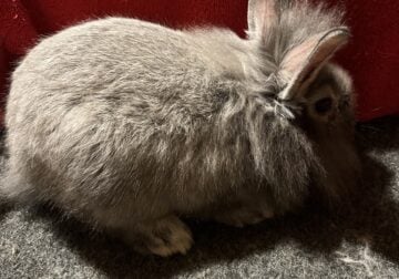 Lionheads