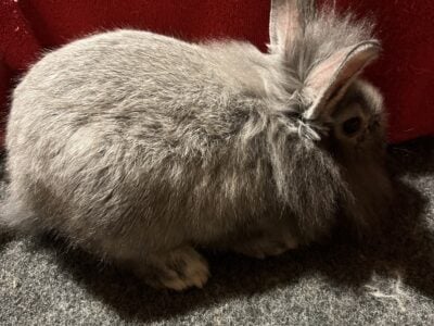 Lionheads