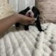 Skunk