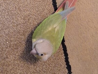 Pet bird rehome