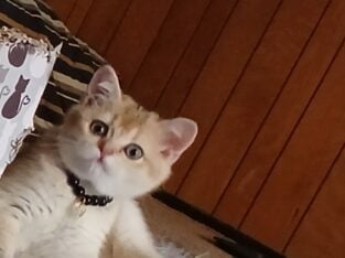 Rehoming Scottish straight kittens