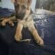 7 mo old German shepherd