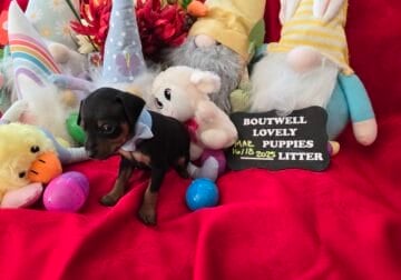 Miniature Pinscher Puppy10, (Mauldin, SC) CKC Reg