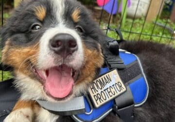 Puppy needs new home