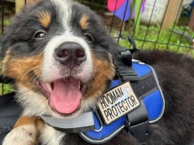Puppy needs new home