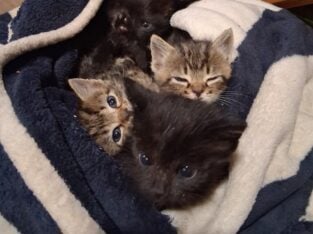 Free orphaned kitties