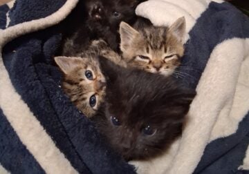 Free orphaned kitties