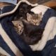 Free orphaned kitties