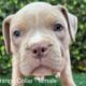 ABKC American Bully XL Puppies