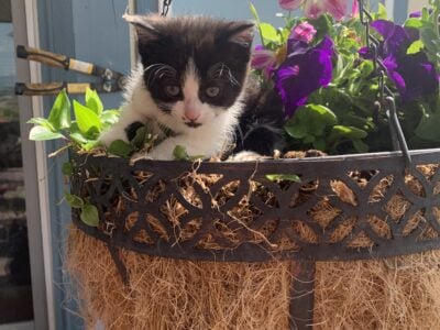 Adorable Kitten