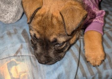 Free Puppy