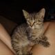 8wks old female kitten